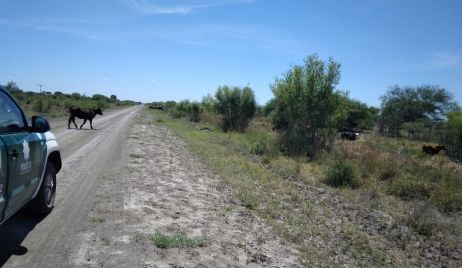 La Guardia Rural “Los Pumas” labró Actas por omisión de custodia animal