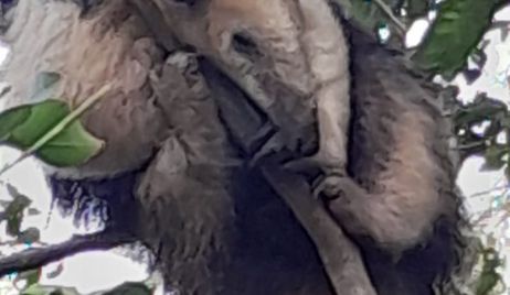 San Justo: se liberó un oso melero.