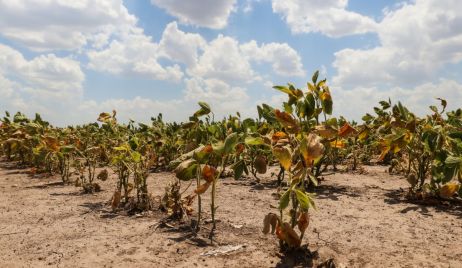 Nación homologó la Emergencia Agropecuaria para Santa Fe