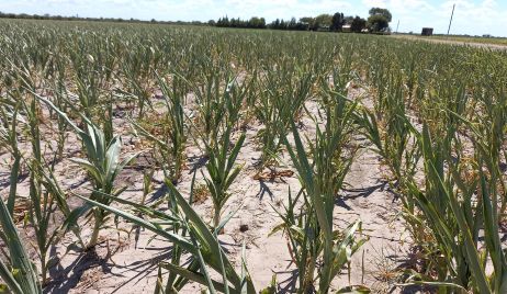 LA NACIÓN FIRMÓ LA HOMOLOGACIÓN DE LA EMERGENCIA AGROPECUARIA PARA SANTA FE