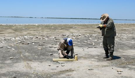 EL MINISTERIO DE AMBIENTE Y CAMBIO CLIMÁTICO ANALIZÓ LA MORTANDAD DE PECES EN LA LAGUNA DEL PLATA EN VERA Y PINTADO