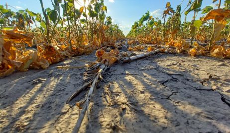 Créditos sin interés destinados a productores agrícolas,