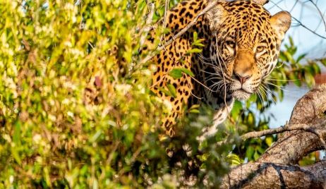 Mató un yaguareté de 150 kilos, lo mostró en redes y cayó preso