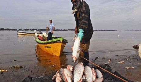Los peces del Salado son récord mundial en contaminación por agrotóxicos