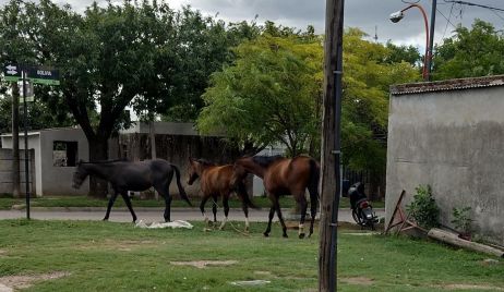 Actas por omisión de custodia animal.
