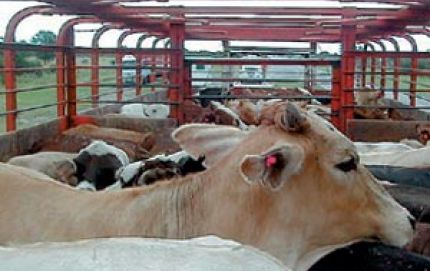 FUERON SECUESTRADOS 75 ANIMALES POR CARECER DE DOCUMENTACIÓN