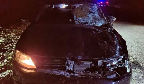 Accidente de tránsito con intervención de un animal vacuno 