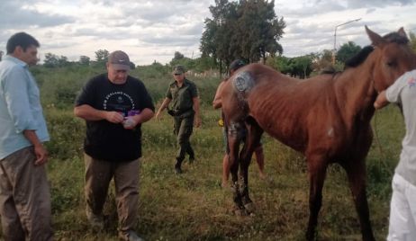 Abandono de un animal equino en grave estado de salud