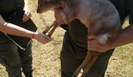 Rescate y liberación de un “Guazuncho” en paraje El Gusano, ciudad de Romang