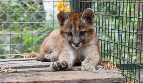 LA PROVINCIA RESCATÓ CINCO PUMAS, UN GUAZUNCHO Y UNA GALLARETA