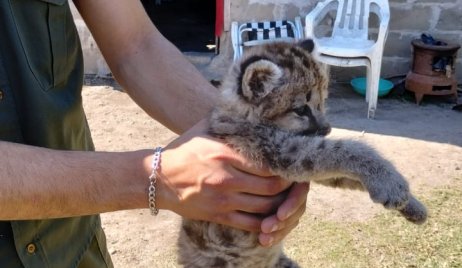 Secuestraron un cachorro de “Puma”.