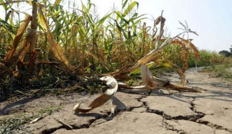 Las lluvias cubrieron toda la zona núcleo, pero fueron insuficientes