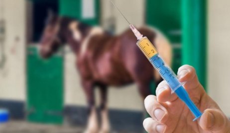ENCEFALITIS EN EQUINOS
