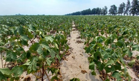 El Niño desapareció: el agro santafesino advierte que 