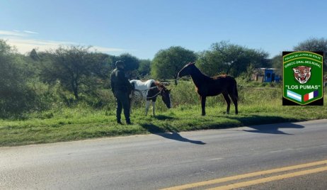 Secuestro preventivo de dos animales equinos sueltos