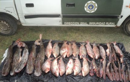 DECOMISO MAS DE UN CENTENAR DE PECES EN MAL ESTADO