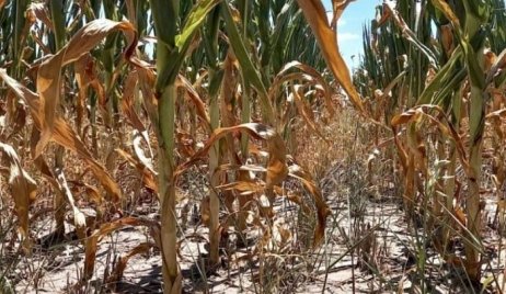 Prorrogan y amplían del Estado de Emergencia y Desastre Agropecuario en la provincia de Santa Fe