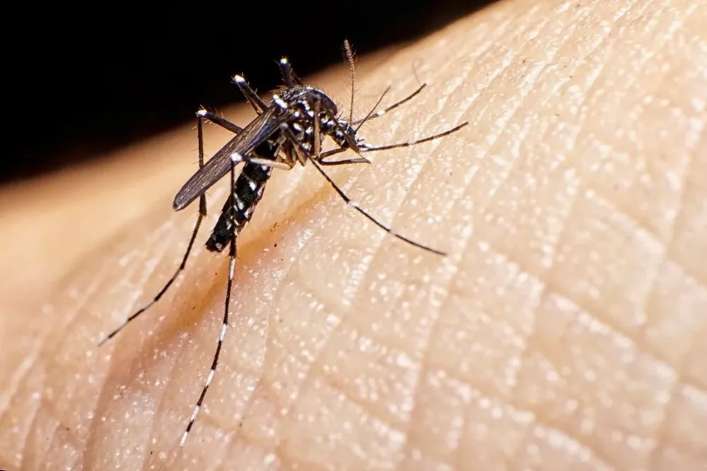 Se confirmó la segunda muerte por dengue en lo que va del año