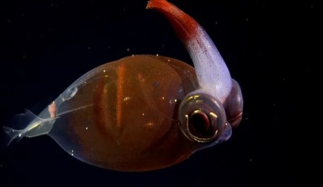 Los secretos del Mar Argentino: “Nunca en mi vida vi peces así”
