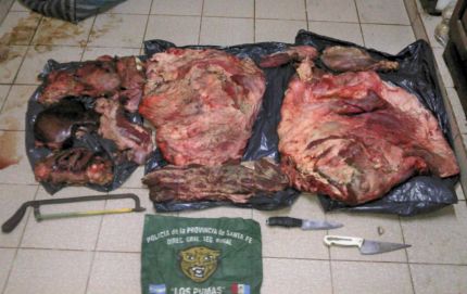 ABIGEATO EN LA ZONA RURAL DE CALCHAQUI