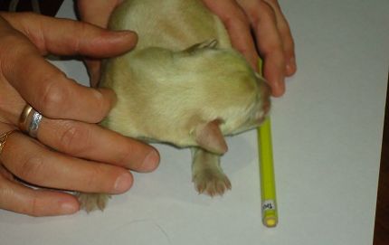 Nació un perro verde en Malabrigo