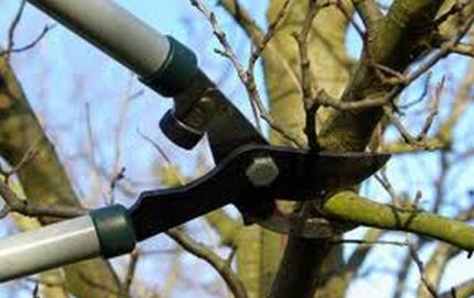 La poda de arbolado público sin autorización está prohibida en Calchaquí