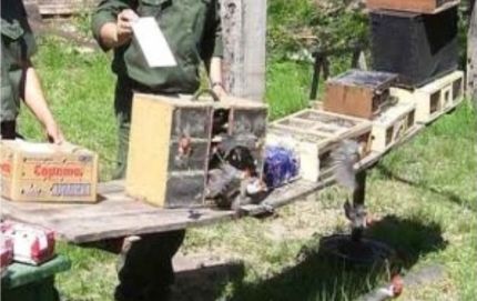 SECUESTRAN CARGAMENTO DE PAJAROS SILVESTRES