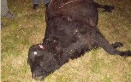 UN AUTOMOVIL COLISIONO CON UN ANIMAL VACUNO EN RUTA 98