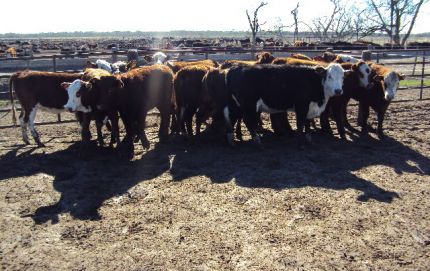 UN DETENIDO POR EL POSIBLE ROBO DE 35 VACAS 