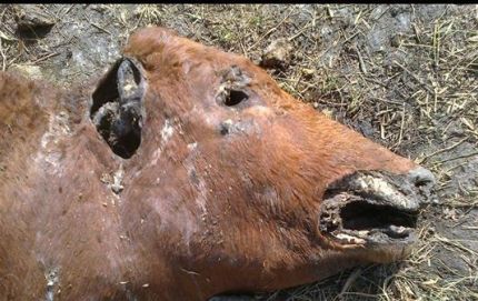 Otra vez animales mutilados