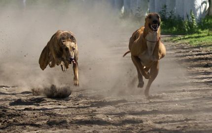 Se prohíben las carreras de galgos en Calchaquí
