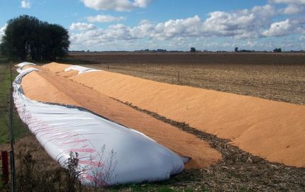 Soja: advierten pérdidas por merma de la proteína