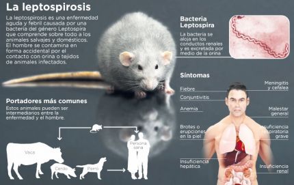 SE ELEVARON A SEIS LOS CASOS SOSPECHOSOS DE LEPTOSPIROSIS