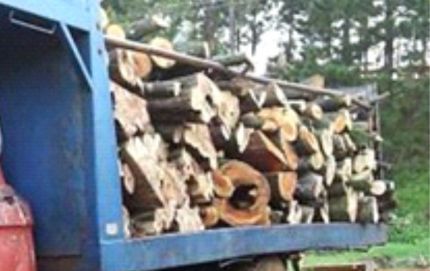  SE SECUESTRAN 8.000 KGS DE VIGA DE ALGARROBO.