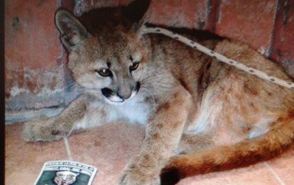 SECUESTRO DE UN PUMA EN CAUTIVERIO