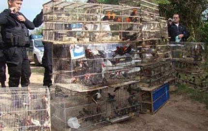  OPERATIVOS EN PROTECCION DE LA FAUNA SILVESTRE EN INTIYACO Y SAN JUSTO