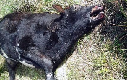 Nuevo ataque del chupacabras en el norte santafesino