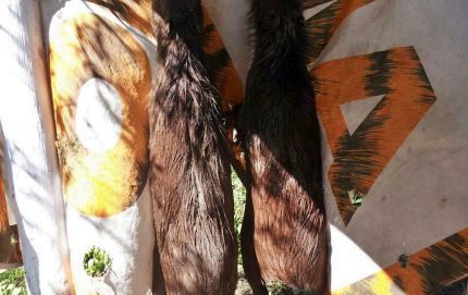 Decomiso de algunas mayas, como de animales de la fauna silvestre y autóctona prohibidos