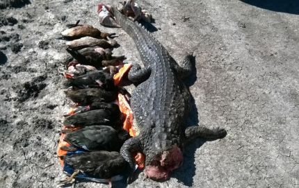Intiyaco: Se decomisaron un yacaré y 23 aves silvestres