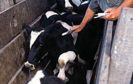 Se inicia la segunda campaña de vacunación contra la fiebre aftosa 