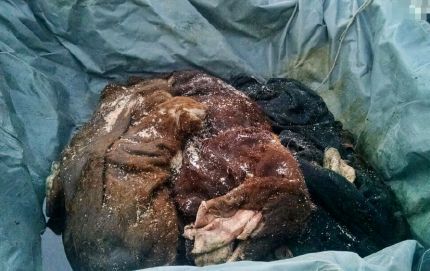 TRANSPORTABA VACUNOS FAENADOS SIN DOCUMENTACION