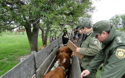 SECUESTRO PREVENTIVO DE VARIAS CABEZAS DE GANADO