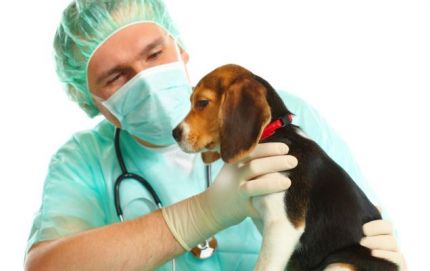 Castración gratuita de mascotas en los Barrios Jobson y San Martín de Porres