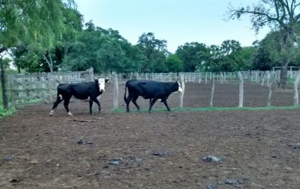 SAN JAVIER: SE RECUPERAN ANIMALES VACUNOS