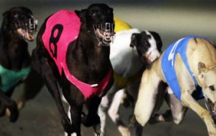 La es ley el proyecto que prohíbe las carreras de galgos en toda la provincia