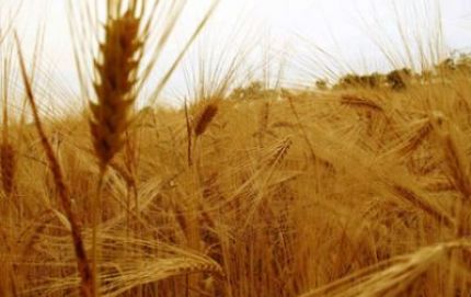 Los números de la producción de trigo en el centro-norte de Santa Fe
