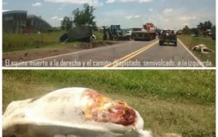 Camión chocó un caballo y se despistó