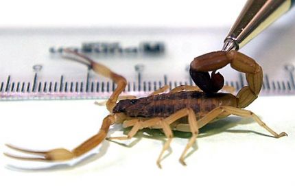 Verano: animales e insectos que ponen en riesgo la salud
