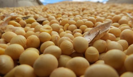La BCR proyectó que se producirán 58 millones de toneladas de soja en esta campaña 