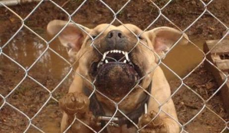Está gravísimo un hombre que fue atacado por su propio pitbull